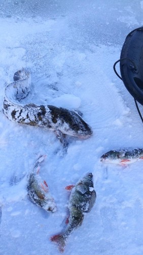 20230304_090144.jpg (98.14 КБ) 10544 просмотра 20230304_090144.jpg