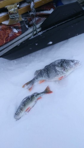 20230311_145842.jpg (57.98 КБ) 9272 просмотра один из жирненьких