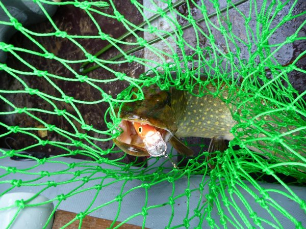 На этой рыбалке приобрёл веру в воблеры красного цвета.