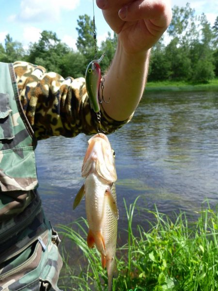А этот воб мой любимый, сегодня принёс голавлика с переката!