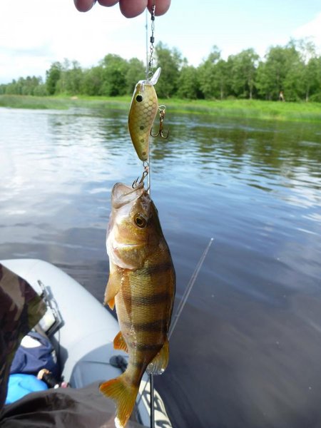 А этот воб натаскал окуней, жаль коптильня на даче, а дача в другой стороне...