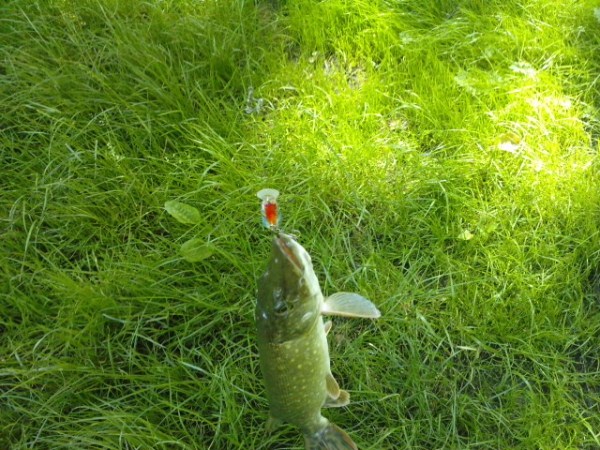 P240611_11.130001 (600 x 450).jpg