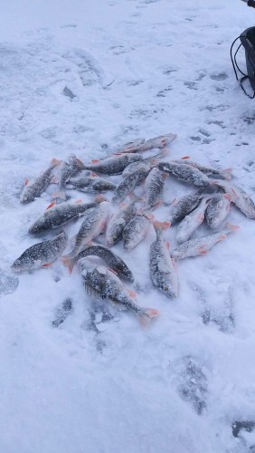 20240113_122111.jpg (80.59 КБ) 7842 просмотра Улов с лучшей лунки