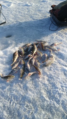 20240120_112246.jpg (150.54 КБ) 12226 просмотров Улов с одной из лунок