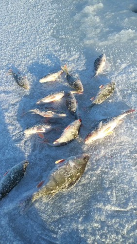 20240120_135004.jpg (149.78 КБ) 12226 просмотров Улов с ещё одной лунки