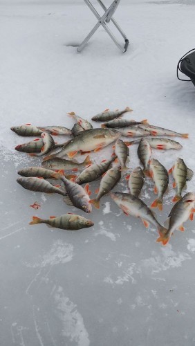 20240127_113104.jpg (66.83 КБ) 11104 просмотра Улов с одной из лунок