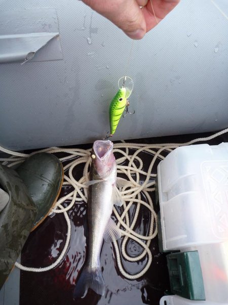 Судак ловился, но крупнечёк куда-то ушёл...