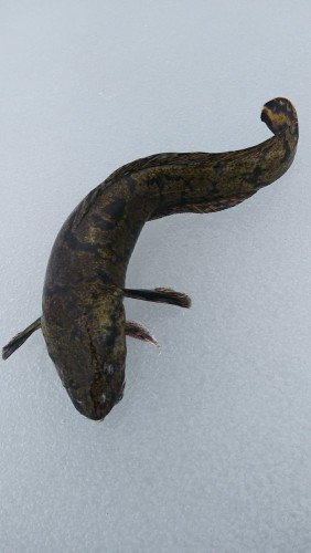 20240316_101641.jpg (61.22 КБ) 13044 просмотра Жабик