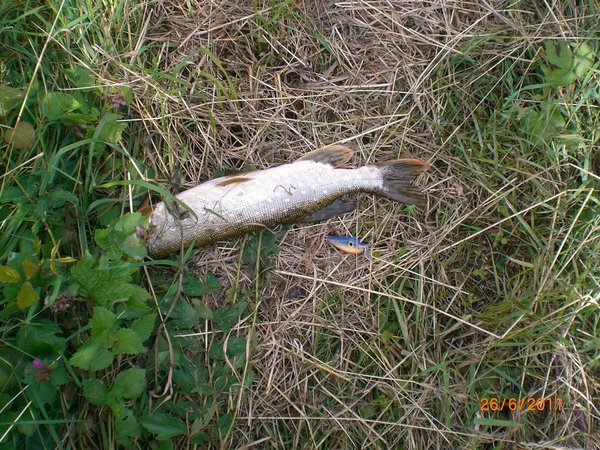 тут видно на что поймал, но не видно рыба