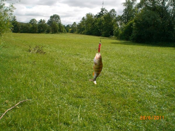 полосатик, на тотже воб