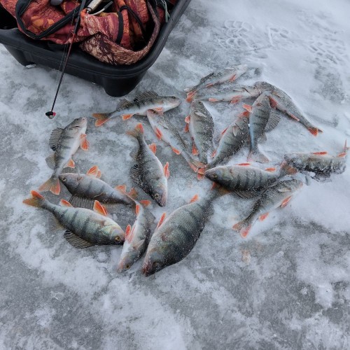 IMG_20250222_085436_HDR.jpg (207.62 КБ) 8648 просмотров Прямо утром