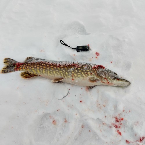 IMG_20250222_103414_HDR.jpg (89.85 КБ) 8648 просмотров Зубастая