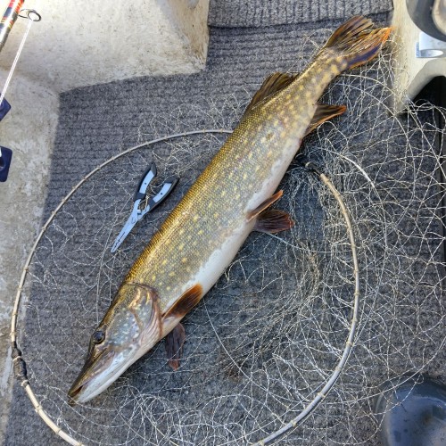 IMG_20250519_182214_HDR.jpg (323.56 КБ) 2284 просмотра Затрешка