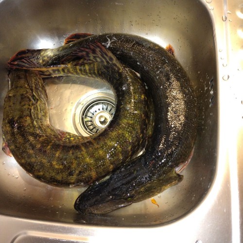 IMG_20250519_213631.jpg (180.23 КБ) 2212 просмотров Пара покрупнее