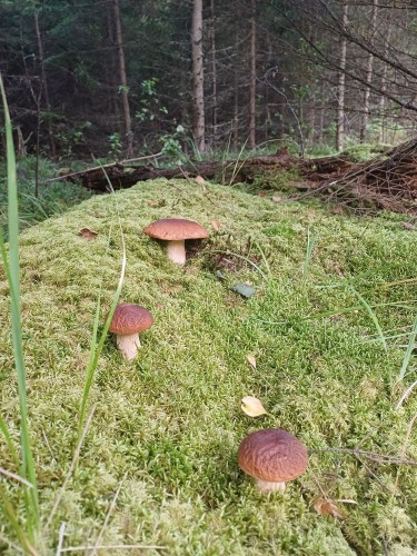 20250903_065126.jpg