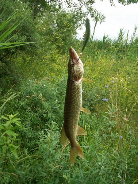Вот основной воблер на который ловил