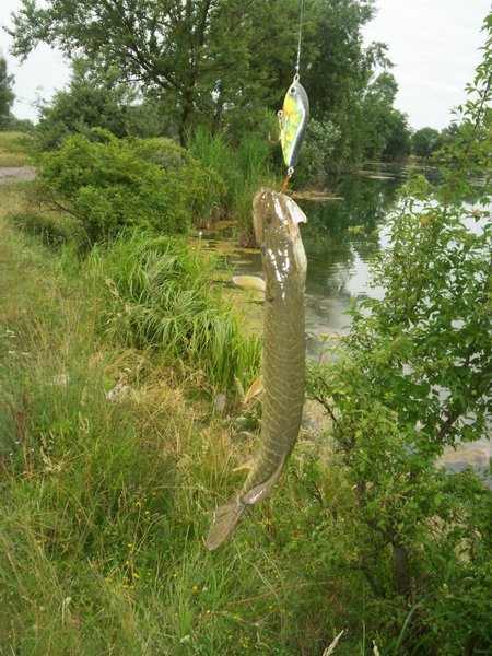 на джерк клюнула самая большая