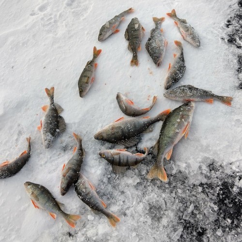 У одной из лунок