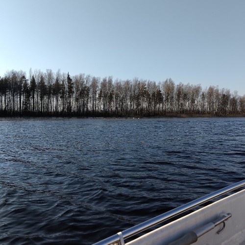 Лебеди, оба занырнули в момент съемки