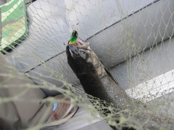 Палия на поверхностный зетик 70мм