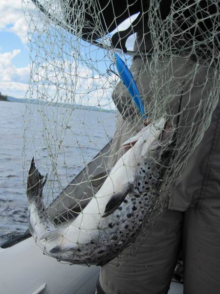 этот банан 95 мм оказался универсалом - на него брало всегда, по нему определяли место скопления Рыбы