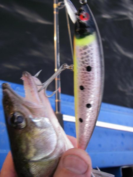 Ю-Зури перекрашенный Олегом(БродягаСпб),откушен неким монстром,очень жаль - суперрабочий по судаку получился!!!