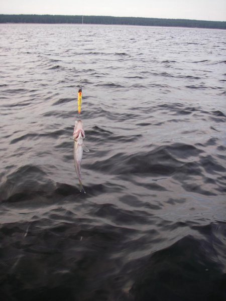 жёлтые тоже рулят в ночи:)