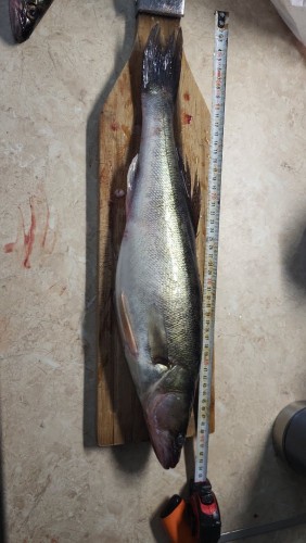 IMG-20260613-WA0001.jpeg