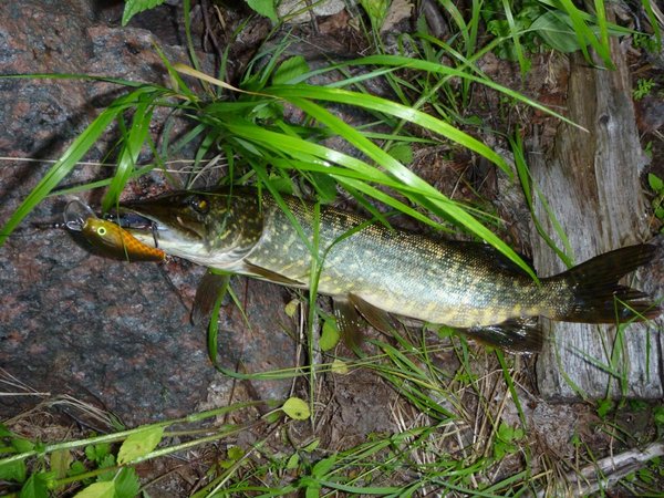 Лопатоносец начал ловить щупаков.