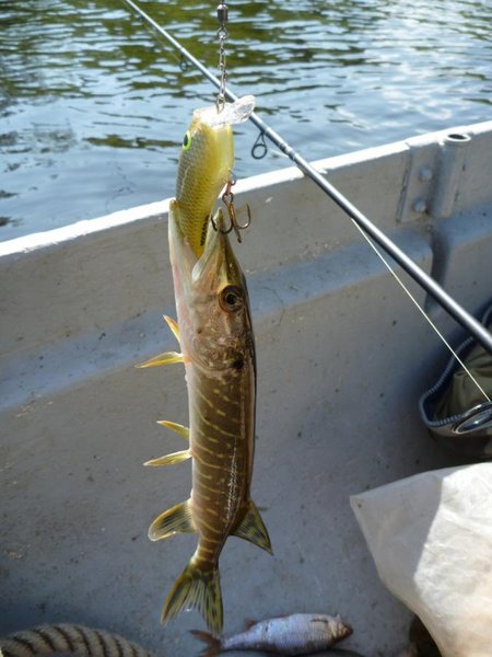 Некоторые шнурки были довольно жадными.