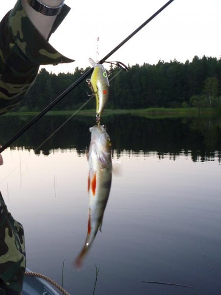Окушарики тоже попадались, но в лодке не задерживались...