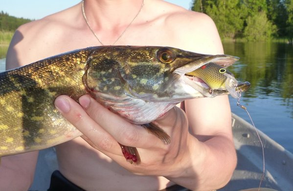 Подарочный воб работал лучше остальных.