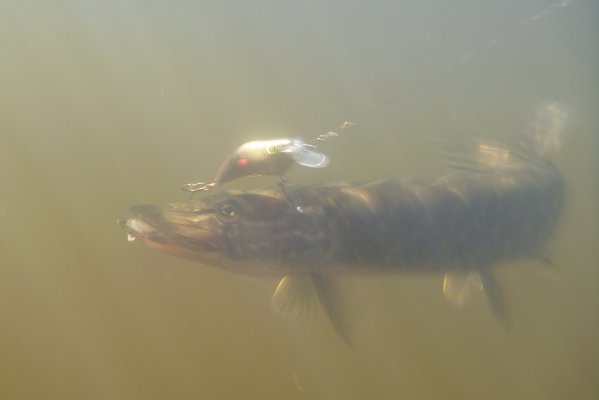 Пришлось, ради кадра лезть в холодную воду!