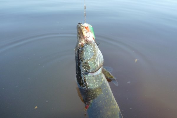 Разловил воблер, сборки недельной давности.