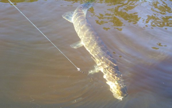 Некоторые щукапабры глотали вобы до самых неболуй...