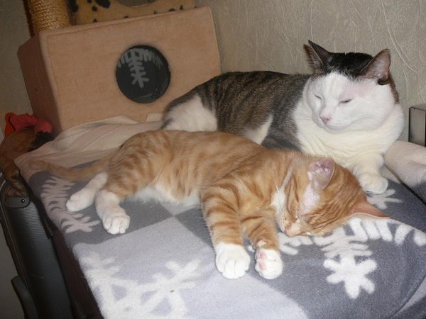 P1040008.JPG (129.3 КБ) 3693 просмотра У меня их два.....