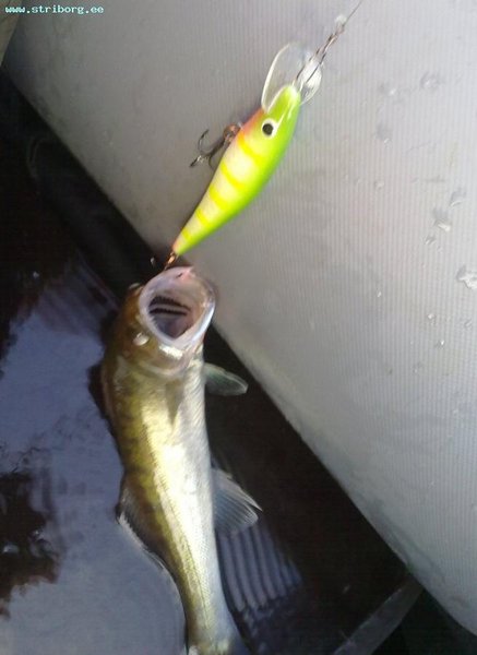 Этот костылёк положил начало рыбалки и разловил воблер.