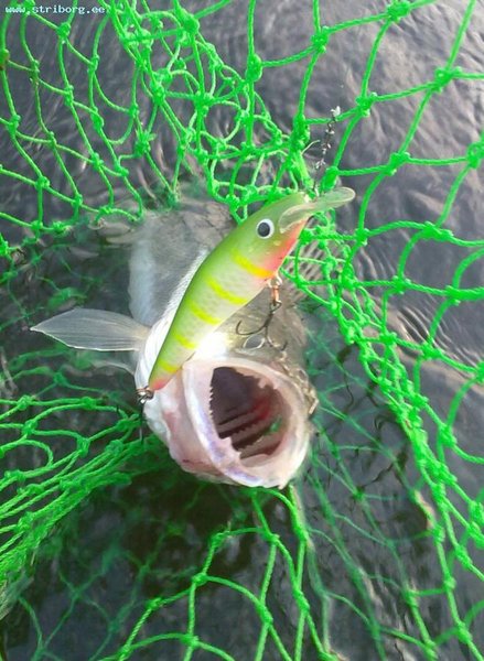 Судачёк на килограмм. Всех зачётных рыб взял именно он - воб универсальной расцветки, с заглублением  - 3.5 метра.