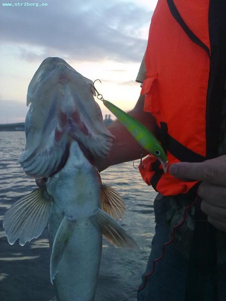 Самый большой рып рыбалки - 2 кг! Все поклёвки были на воблеры с заглублением от 3-х метров. На поверхностные воблеры - ноль...
