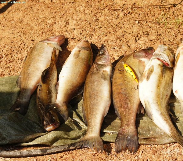 ловили в Кварцитном ночью