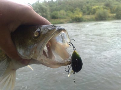 Судачки такие вот лопали жука на ура