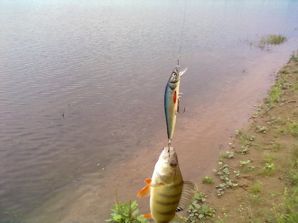 20110715310 (800 x 600).jpg