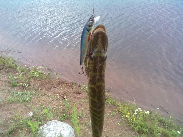 20110715322 (800 x 600).jpg