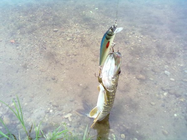 20110715339 (800 x 600).jpg