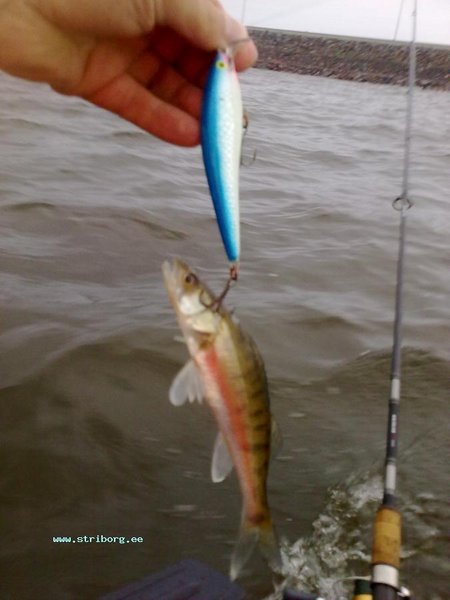 Были ещё, но не интересные - побольше чуть... Зато воб разловил.