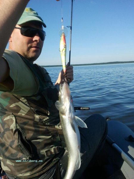 Утро началось с поимки костылька. И всё... Эхолот зашкаливает от наличия рыбы, а спиннинги молчат.