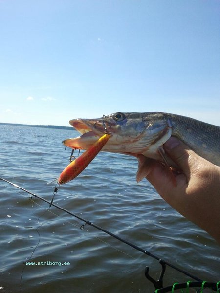 Потом ещё щук, необычной расцветки. Нам показалось, когда она выходила на поверхность, что боком на лосося похожа...