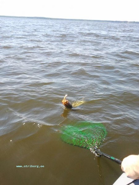 Эта щука не хотела идти в подсак. Сделала серию свечей возле лодки, жаль не снимали видео...