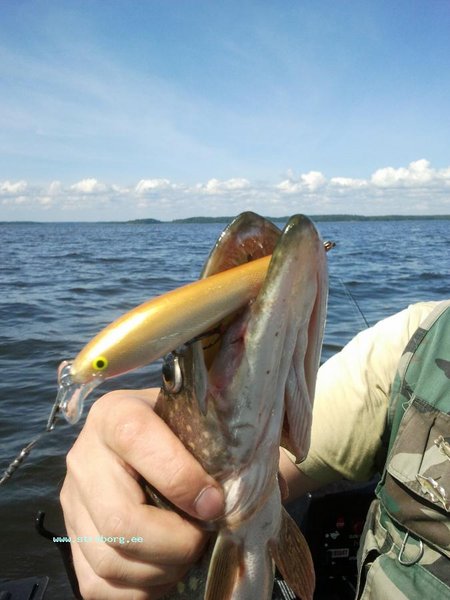 Та же позёрша. Вид с верху. Вообще клевало с 14.00 до 16.30, потом толи мы устали таскать... Толи рыб ушёл на обед...