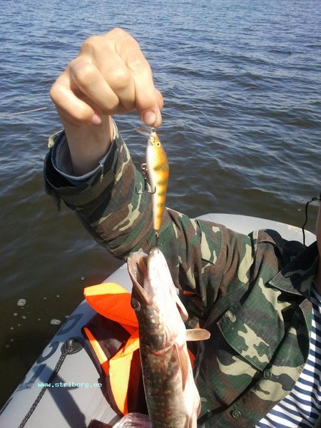 Напарник, ловивший на покупные "рапала" и "бомберы" не выдержал, и начал ставить самоделки! Это дало результат через 100 метров!